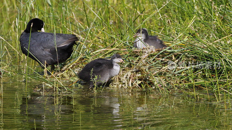 欧亚白骨顶(Fulica atra)年老带幼(按巢)